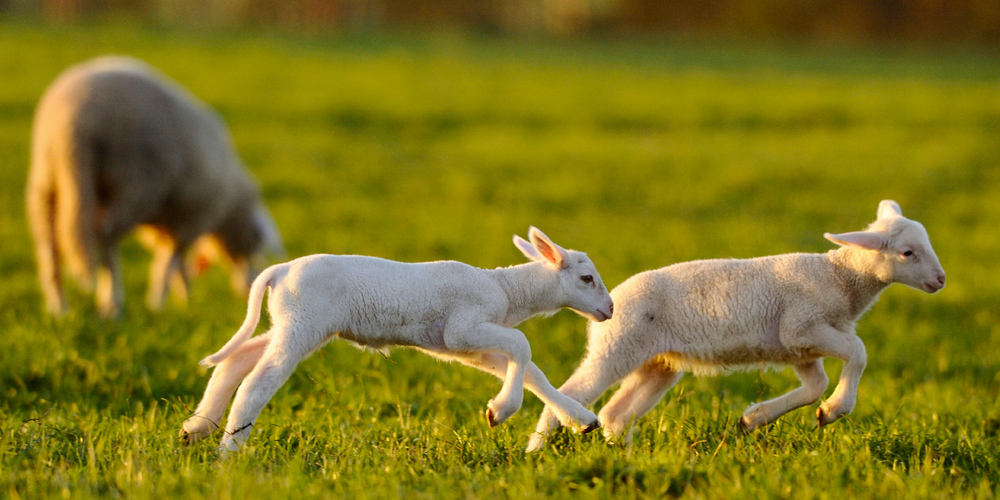 leaping-lambs.jpg