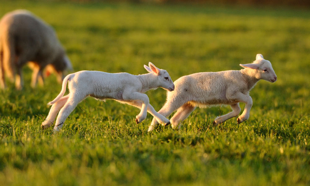 hugginz sheep