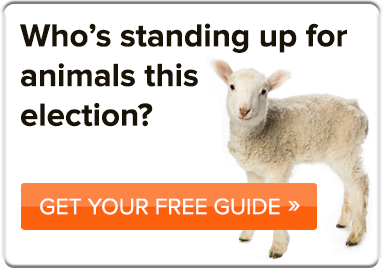 election-guide-sheep-button.png