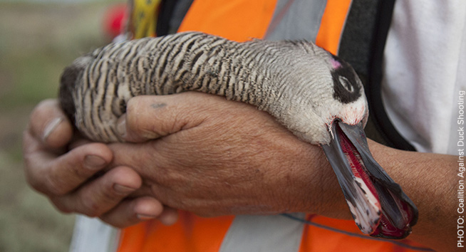 SPEAK OUT - A rescuer cradles an injured pink eared duck - Photo Coalition Against Duck Shooting.