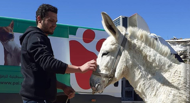 Palestinian Animal Leaguemobile vet clinic is helping animals like this donkey, and inspiring people thanks to Animals Australia supporters.
