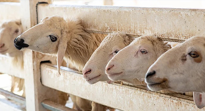 VICTORY for sheep - No live export from Namibia.