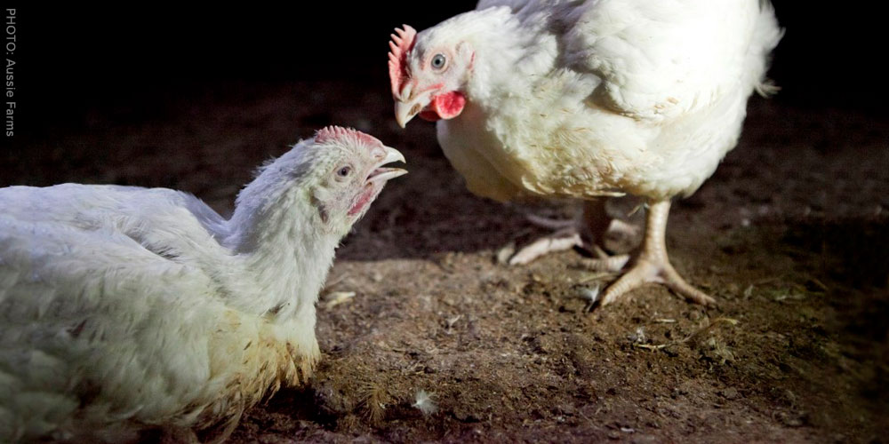 Starving 'parent' chickens