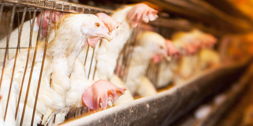150,000+ caring Aussies spoke up for the hens