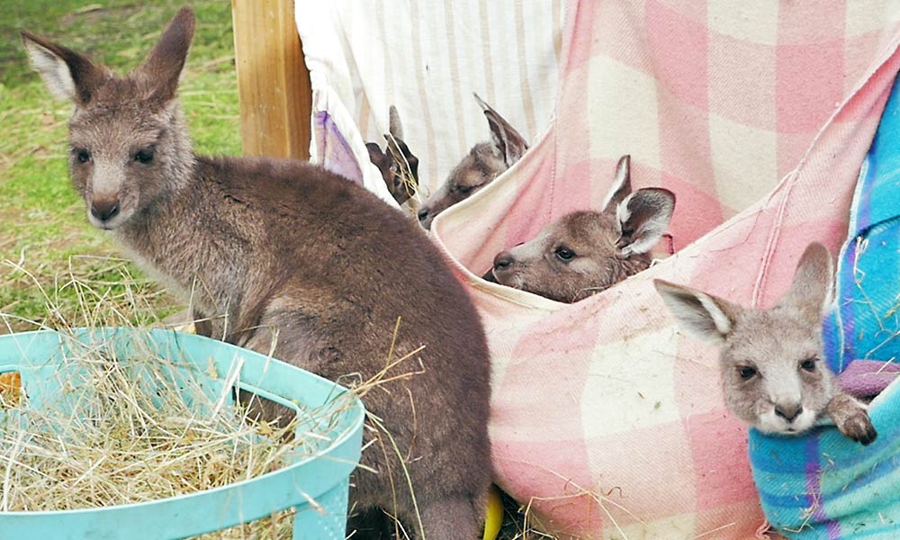 7 questions answered by a kangaroo rescuer | Animals Australia