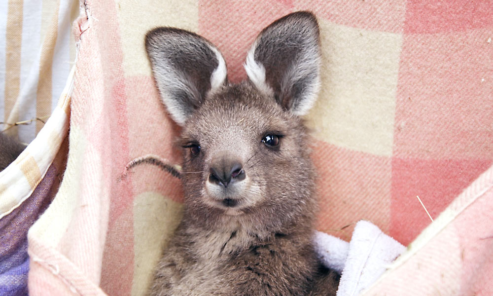 7 Questions Answered By A Kangaroo Rescuer Animals Australia