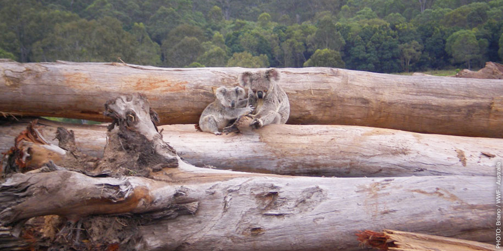Koala-mother-joey-seeking-refuge-on-a-bu
