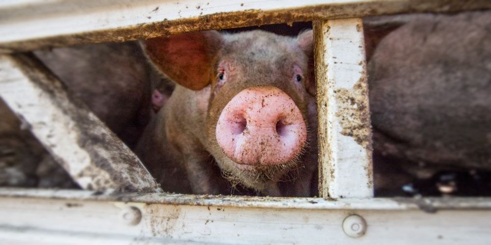 Young Australian pig looks out from a crowded transport truck. Photo: Jo-Anne McArthur / We Animals