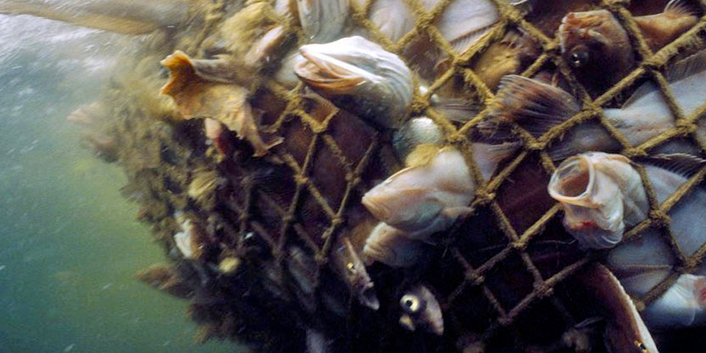 fishing-net-suffering-fish.jpg