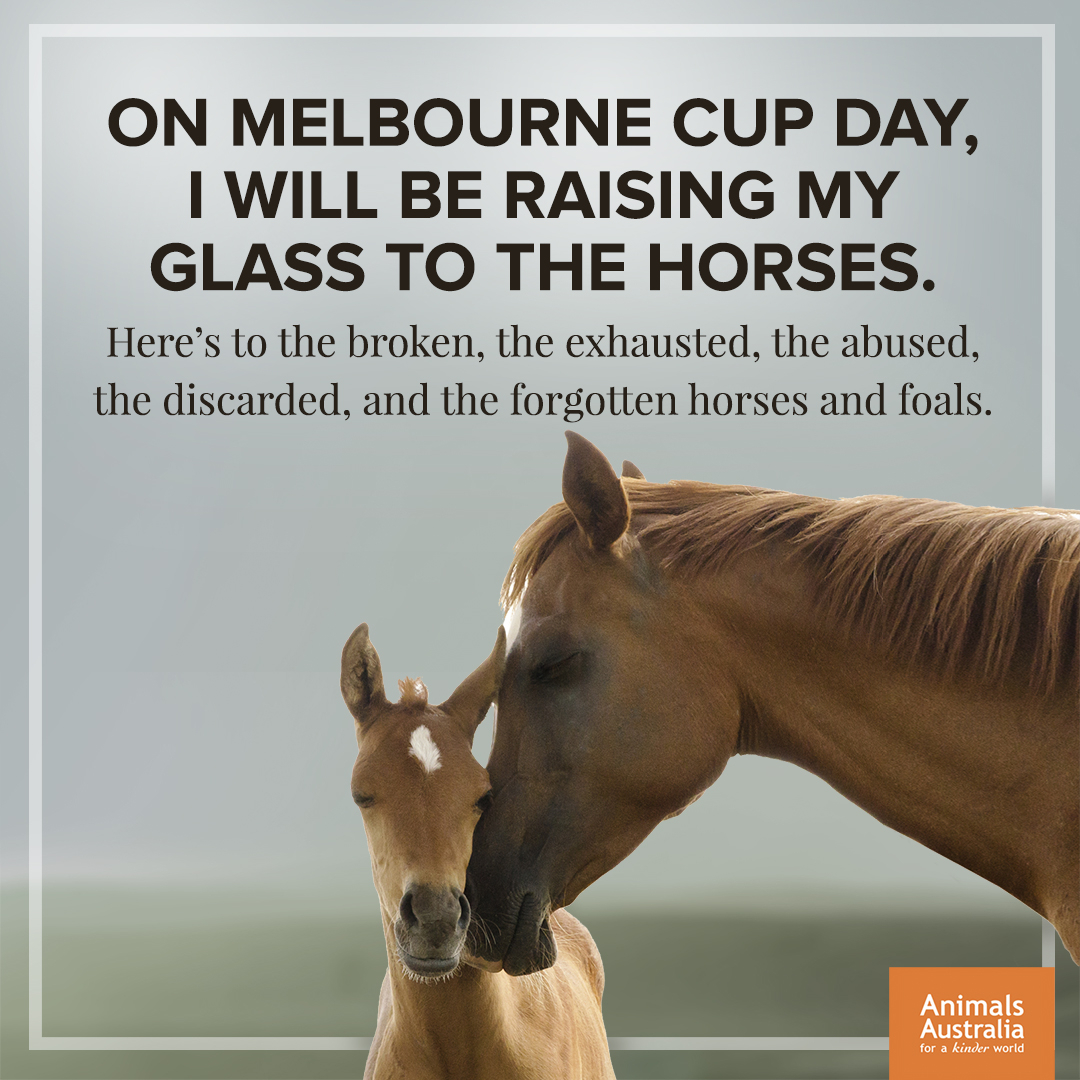 This Melbourne Cup I'm raising my glass to the horses