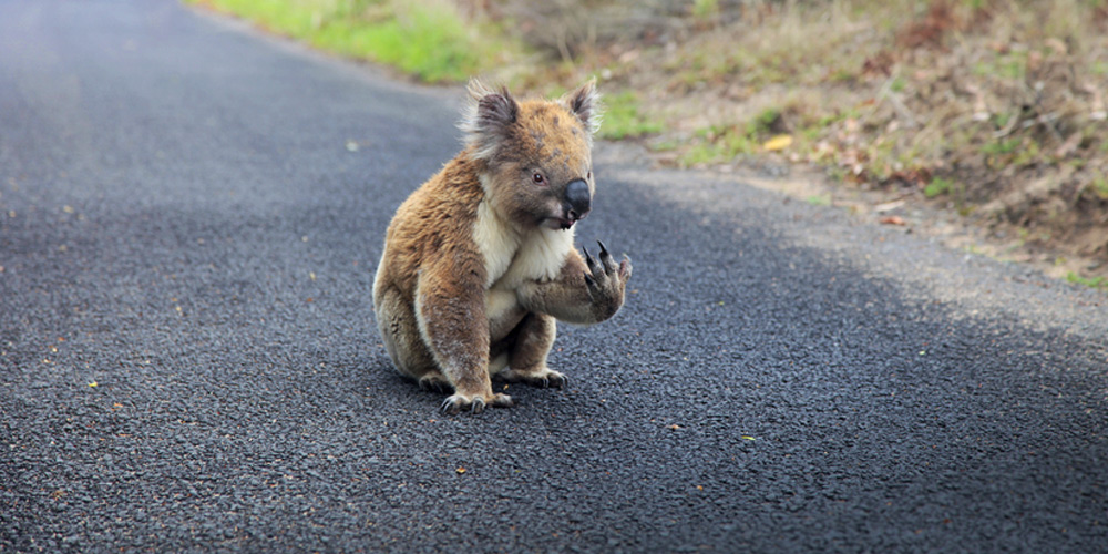 How to help wildlife during Australia's bushfire crisis