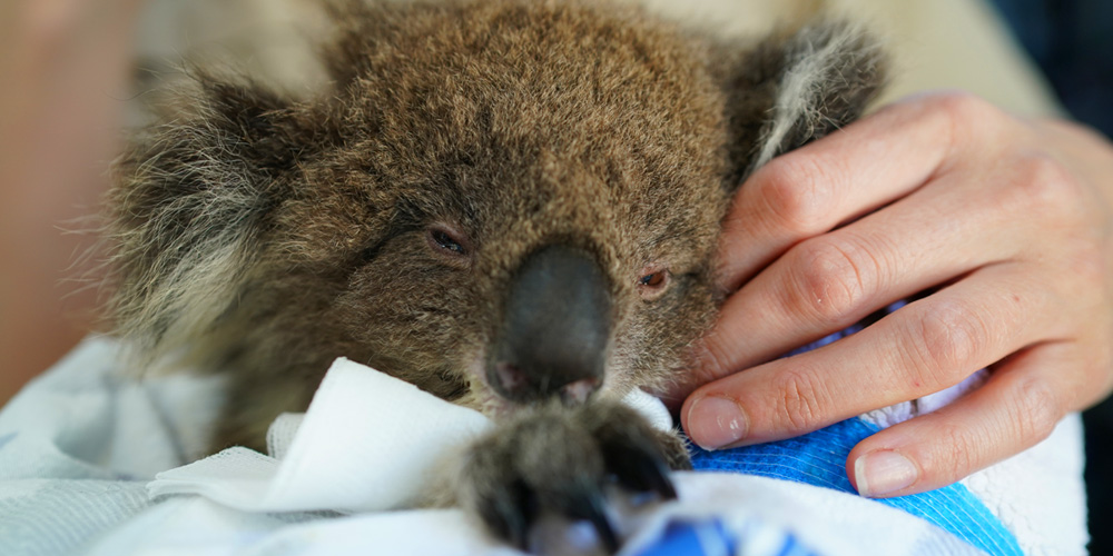 injured-koala-in-care.jpg