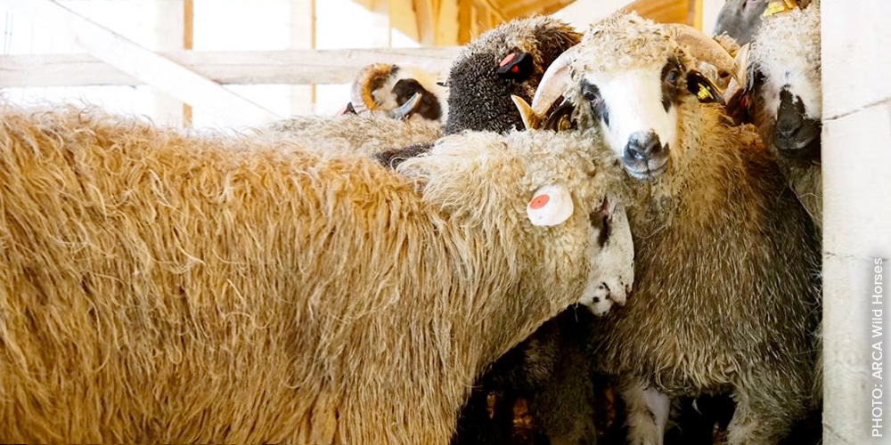PHOTO: Rescued sheep from a live export shipwreck at their new home at a farmed animal sanctuary - seen here standing in their brand new barn which they're free to leave and explore whenever they wish.