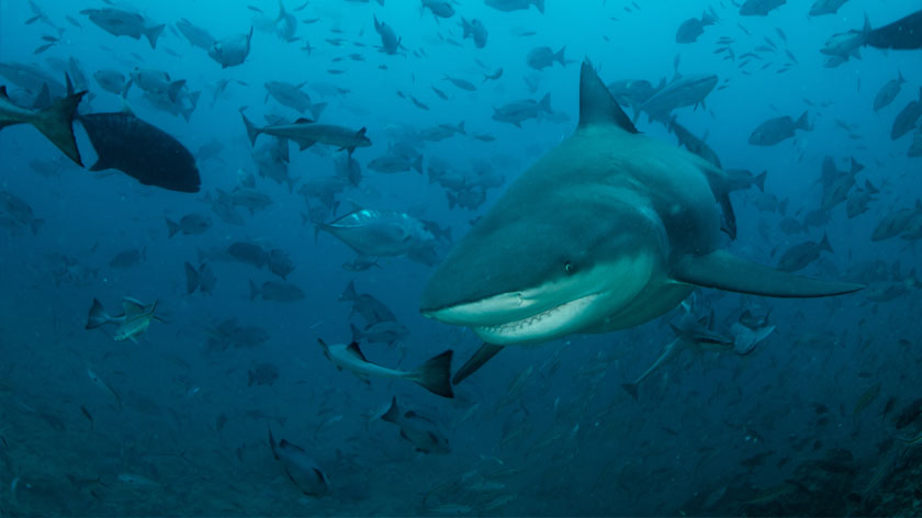 8-reasons-everyone-should-care-about-sharks-animals-australia