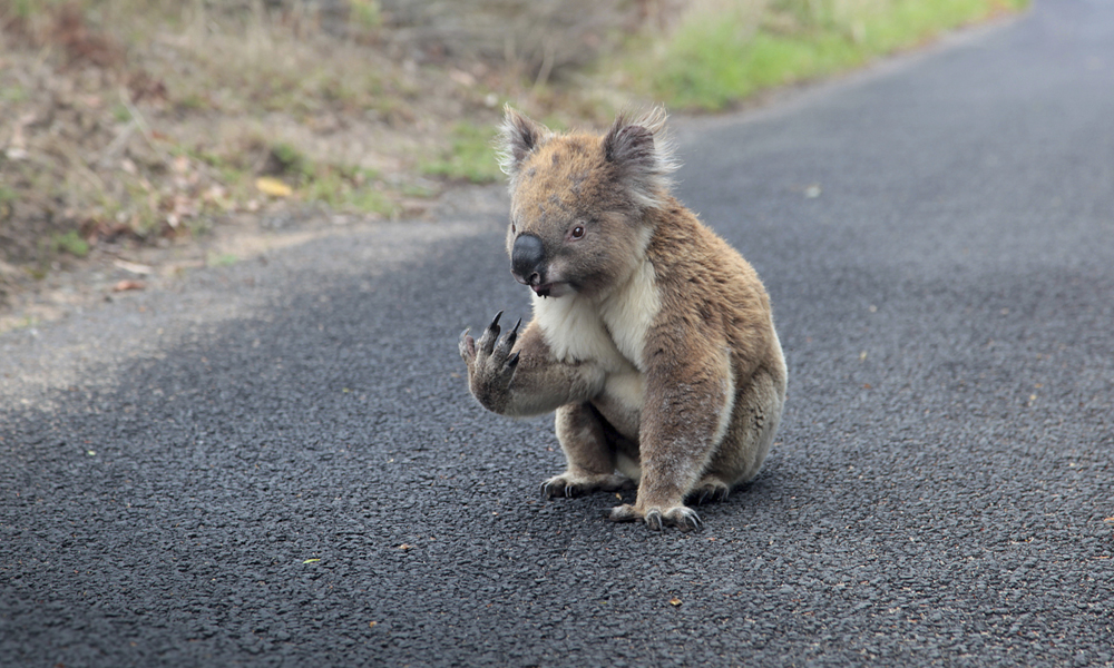 If you spot tree-dwelling animals like koalas on the ground, this could be reason for concern