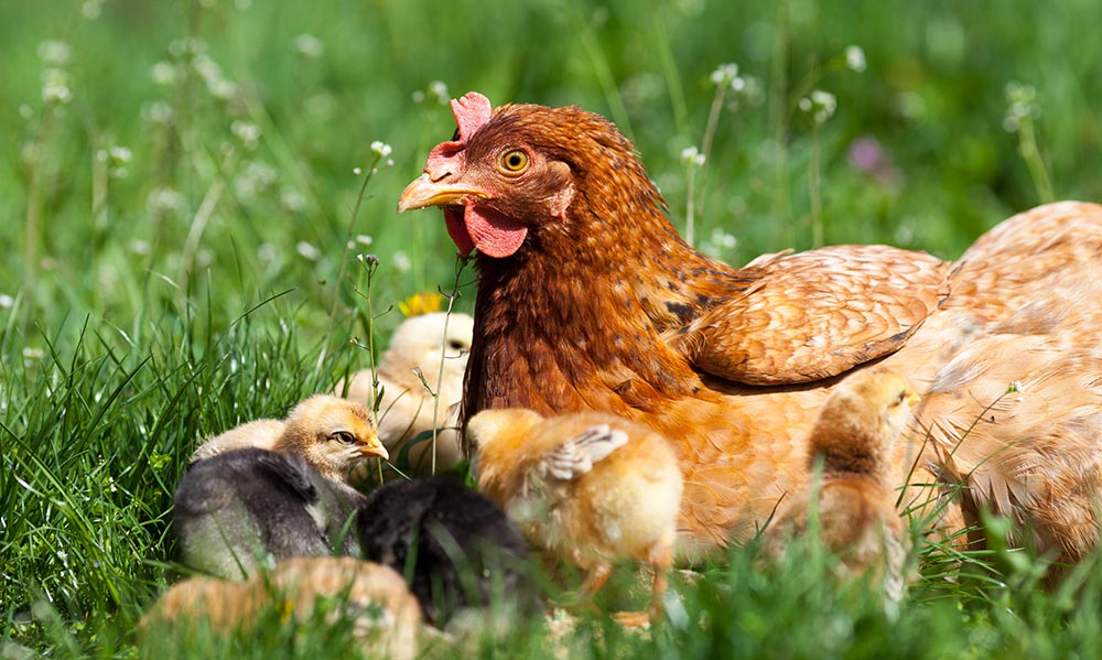 10 Reasons Cages For Hens Animals Australia They Can T Do Any Of The Stuff Ens Like To