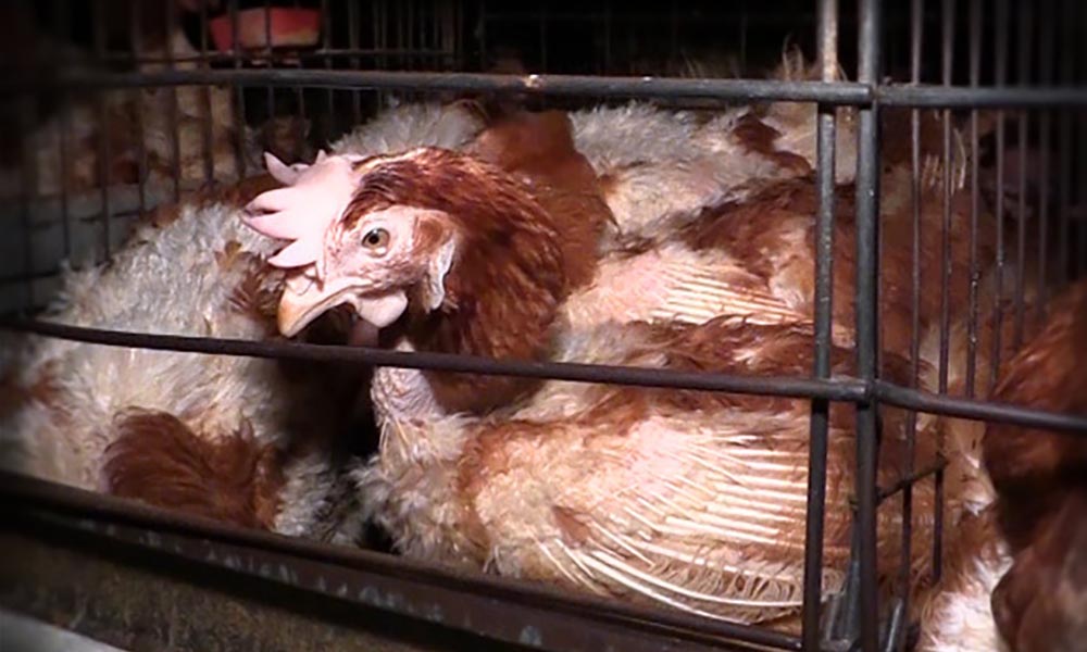 10 Reasons Cages For Hens Animals Australia It Doesn T Have To Be Like This