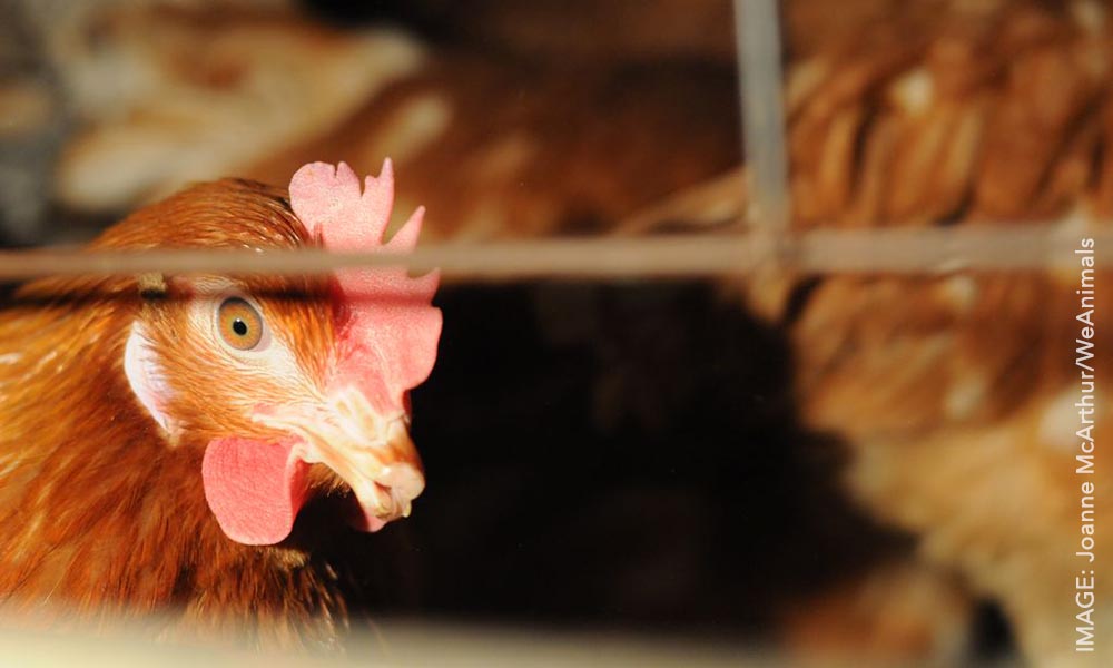 10 Reasons Cages For Hens Animals Australia They Have Part Of Their Beaks Cut Off