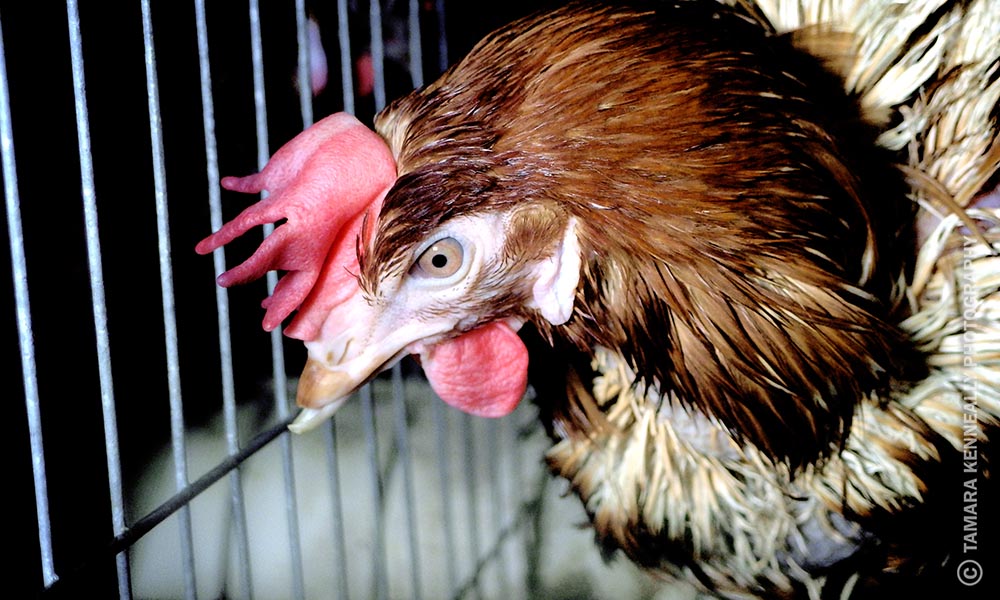 10 Reasons Cages Suck For Hens Animals Australia