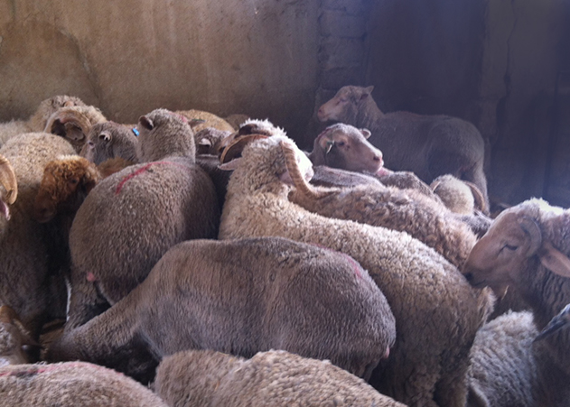Al Rai market: Australian sheep for illegal sale.