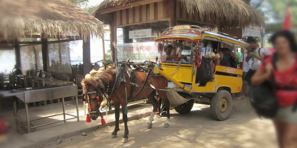 The 'carriage' horses on Gili Island are worked so hard and under such shocking conditions that their average lifespan is a mere 2 to 3 years.