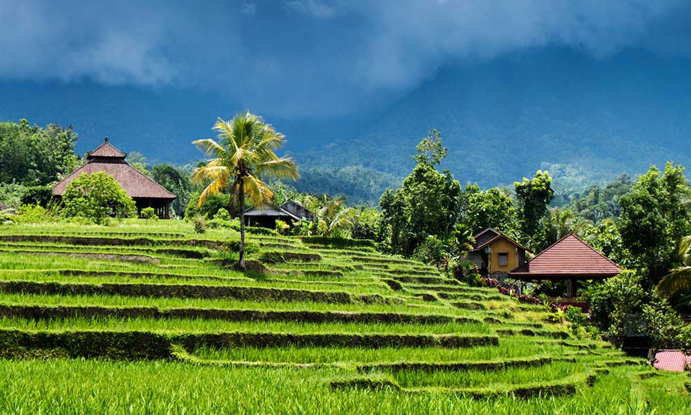 Bali Jatiluwih rice terraces