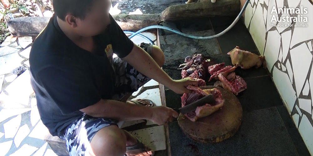 Bali dog meat investigation - Dog meat contaminated with E.coli