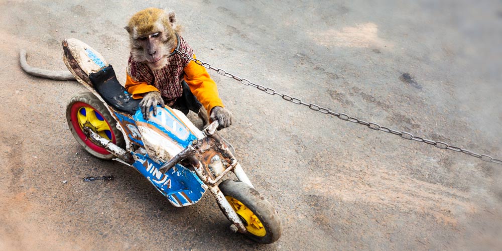 An illegal trade in Balinese monkeys has arisen, where they are captured from the wild, 'trained', then forced to perform in the loud and very crowded busy streets for tourists.