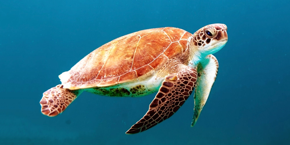 Part of the Bali Sea Turtle Society's work involves rescuing and releasing confiscated turtles who have been illegally captured and sold in the wildlife trade.