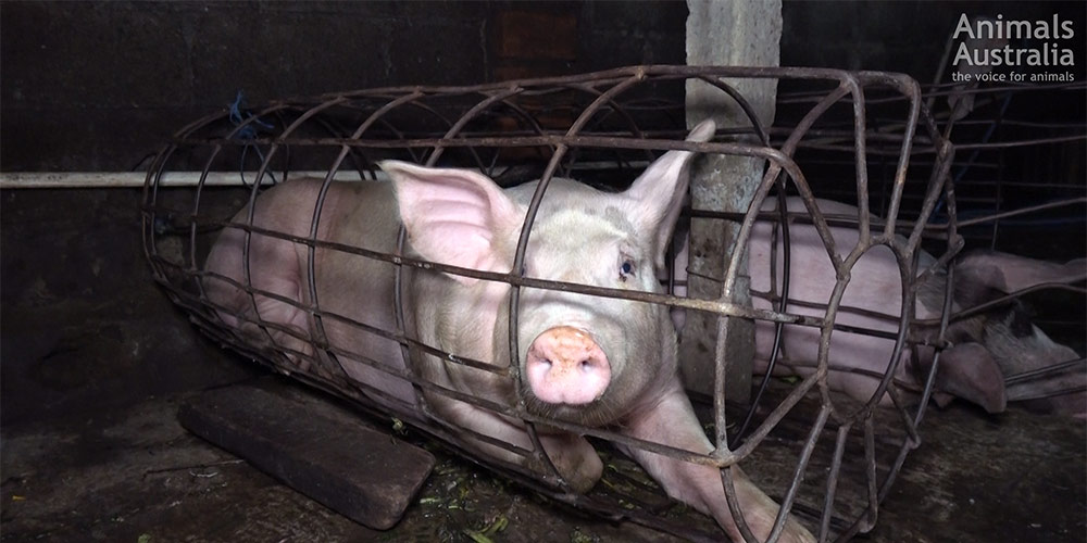 pig-cage-bali.jpg