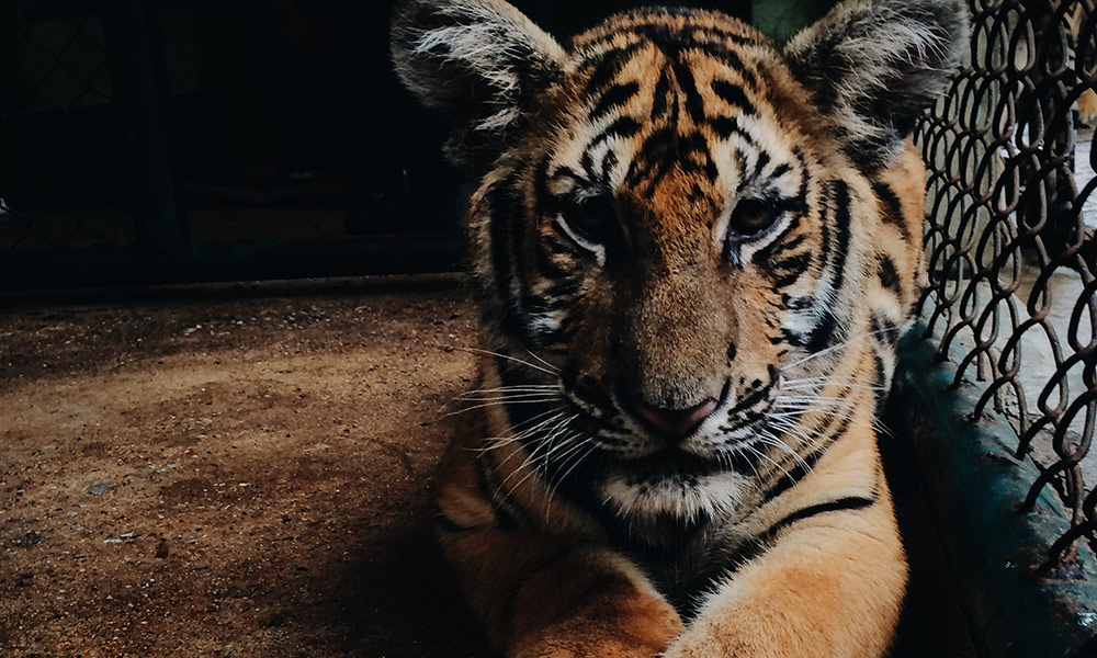 Make sure it's really a happy snap: avoid photos with wild animals