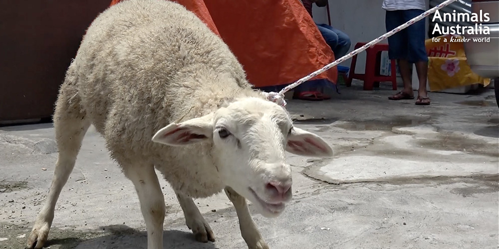 Festival of Sacrifice live export investigation report 