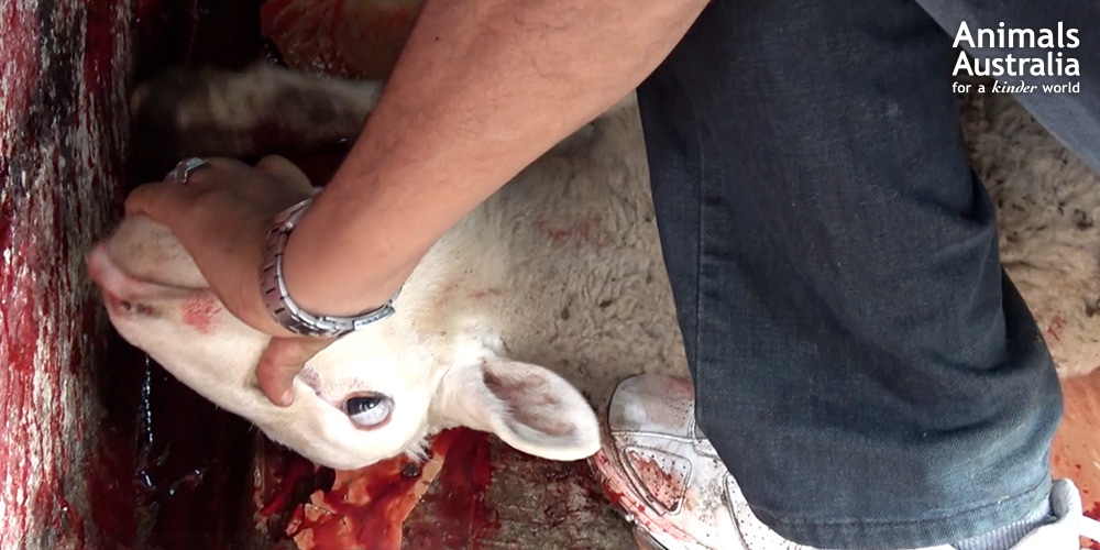 An Australian sheep is held down and her neck stretched out for slaughter