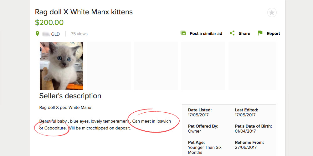 Gumtree ad for kittens