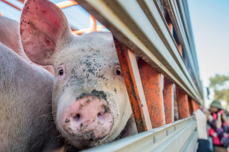 Pig looks out from transport truck