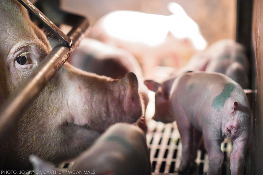 Ética Animal: Sentiencia, agentividad, antiespecismo. - Página 3 Pig-Farm-Italy_Jo-Anne-McArthur_Essere-Animali