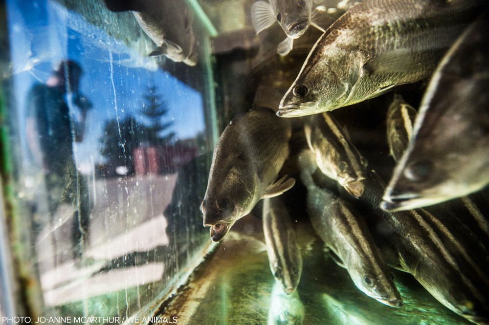 Ética Animal: Sentiencia, agentividad, antiespecismo. - Página 3 Fish-farm-australia_jo-anne-mcarthur