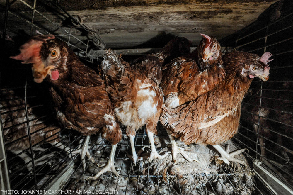 Animales - Naturaleza Layer-hens-spain_jo-anne-mcarthur_animal-equality