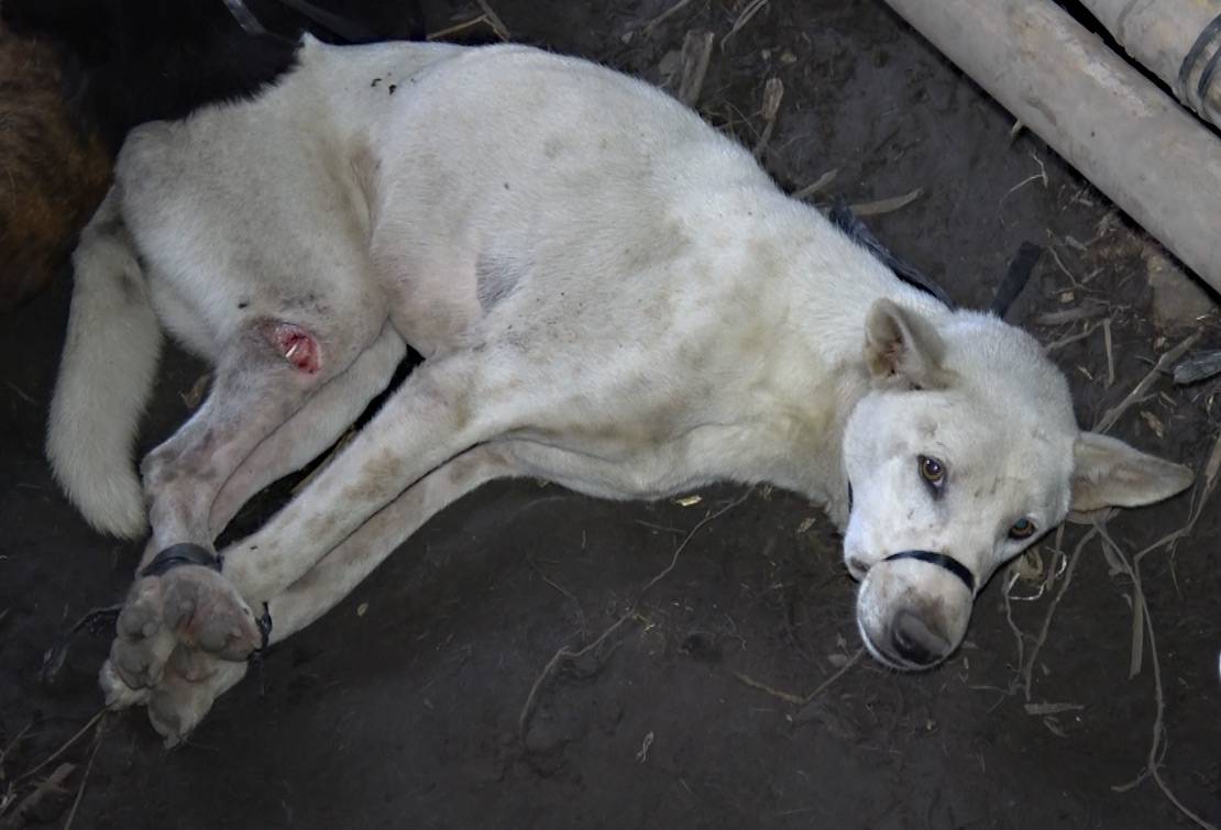 bali-dog-meat-investigation-animals-australia-take-action