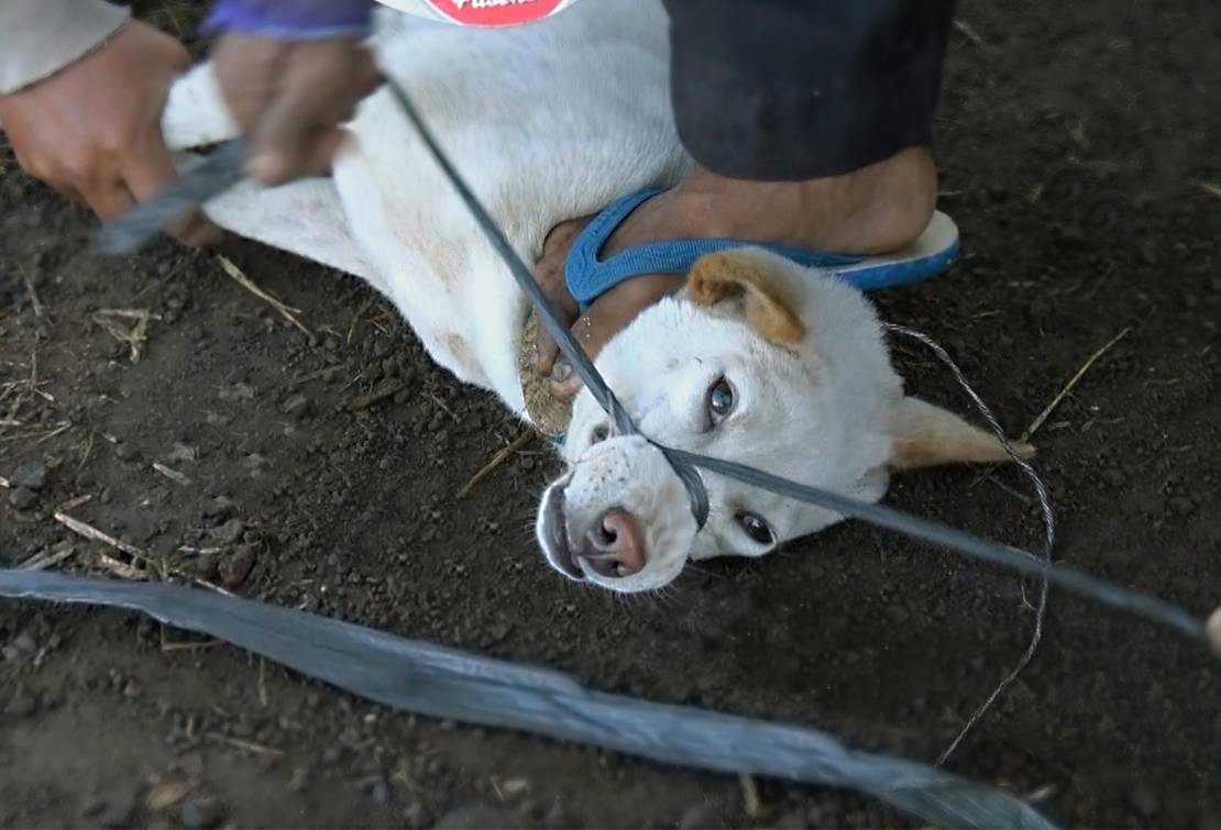 bali-dog-meat-investigation-animals-australia-take-action