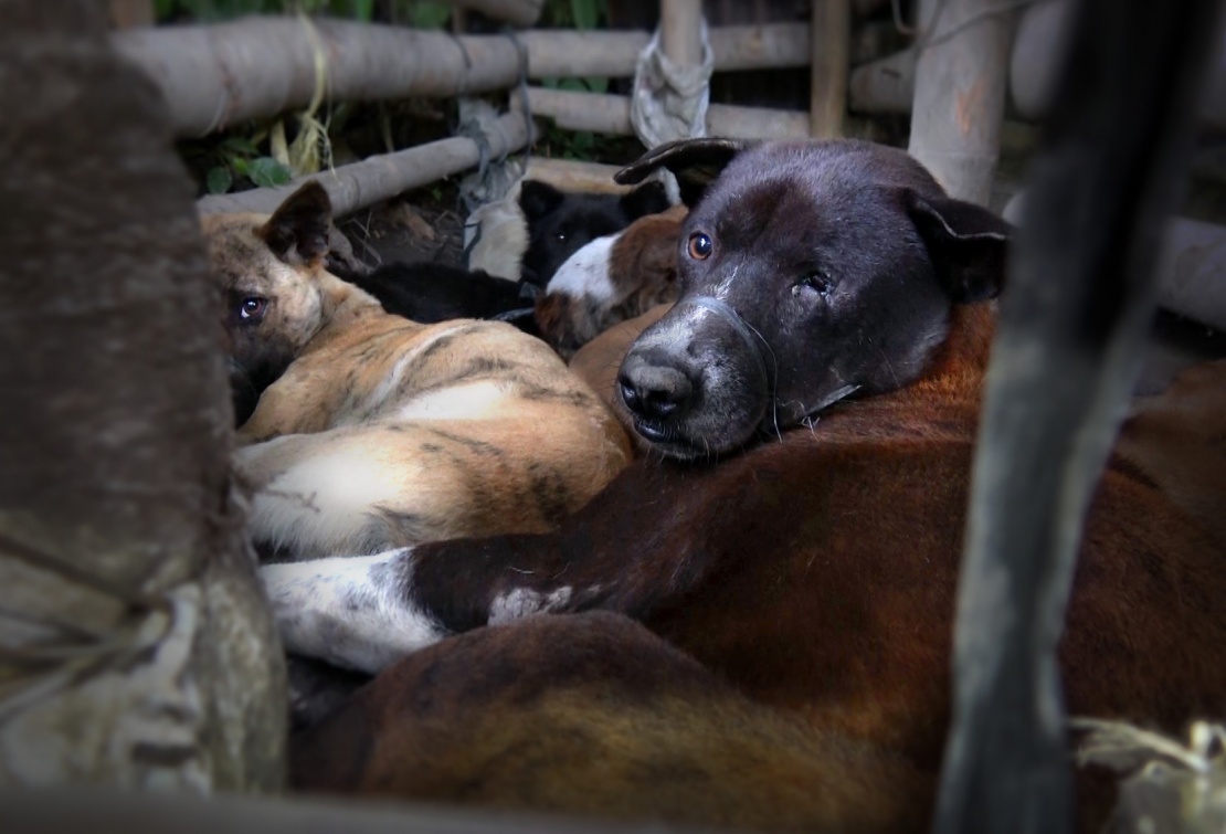 bali-dog-meat-investigation-animals-australia-take-action