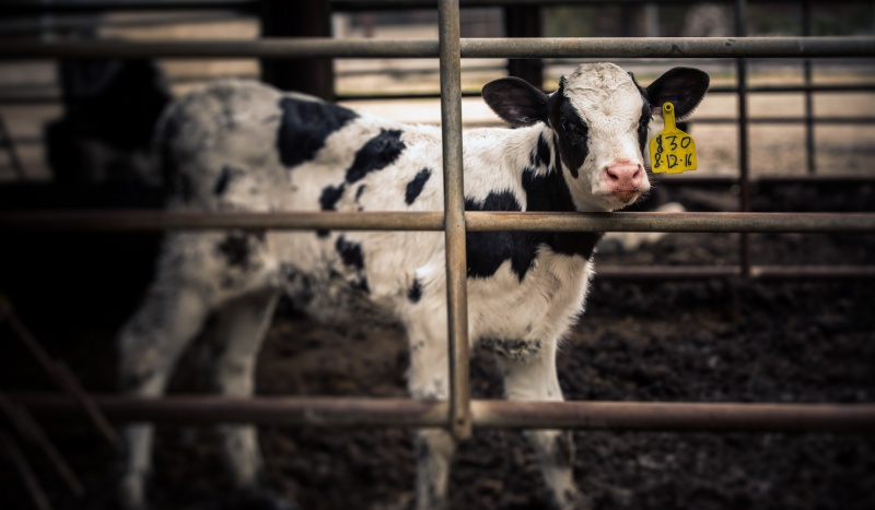 the-reality-of-dairy-killing-calves-animals-australia